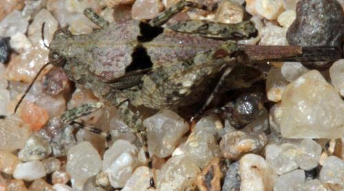 Réf. 330 977 : Paratettix meridionalis
